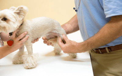 When to Seek Emergency Care for a Limping Pet