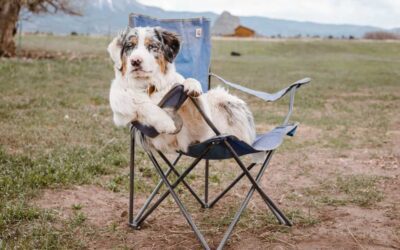 Camping Security Tips for Pet Owners
