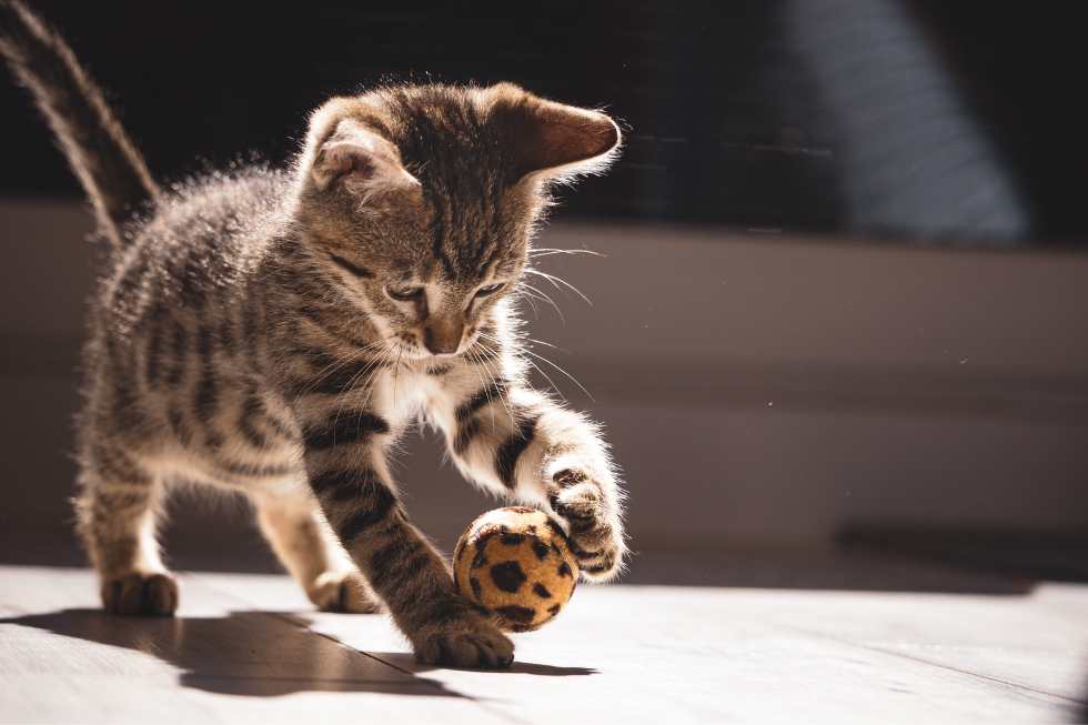 cute kitten playing with ball