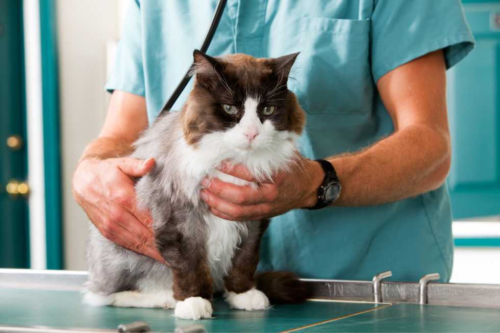 doctor examining cat