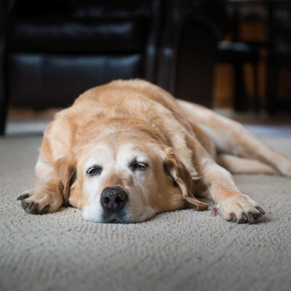 dog laying on the floor