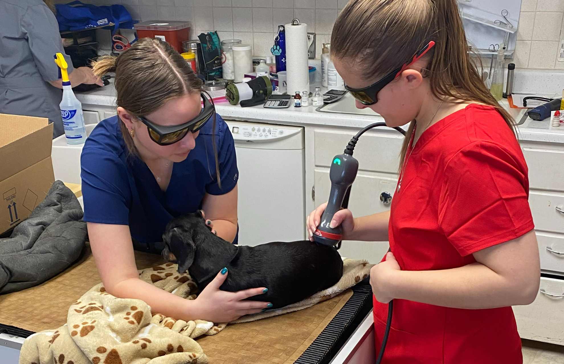 veterinarians giving laser therapy to a dog