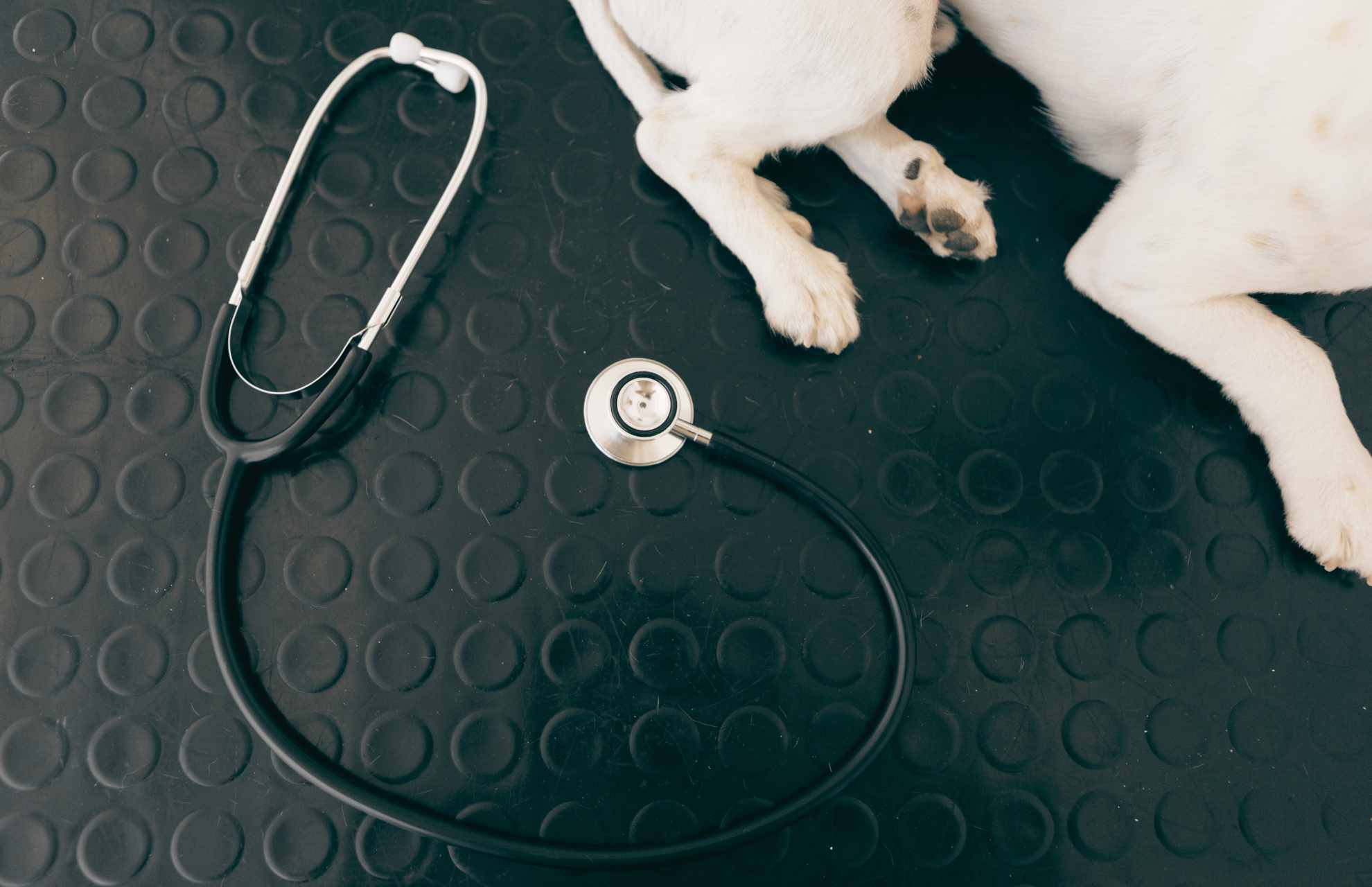 Veterinarian Reviews In Johnstown, CO Full Circle Vet Care