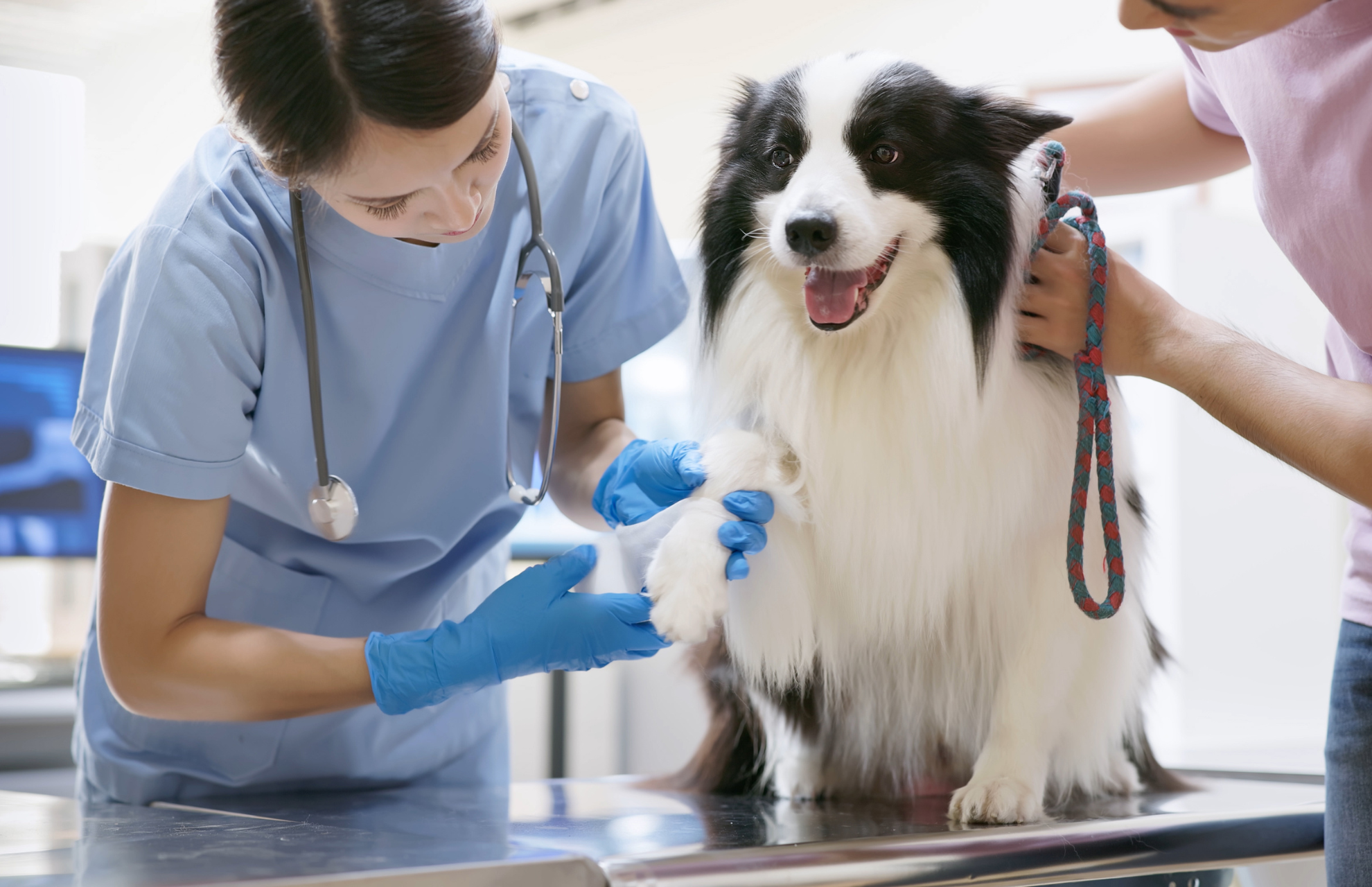 veterinariant bandaging dog's leg